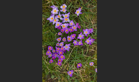 Frühlings-Safran (Crocus vernus)