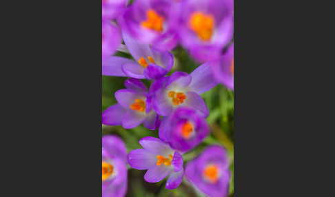 Frühlings-Safran (Crocus vernus)