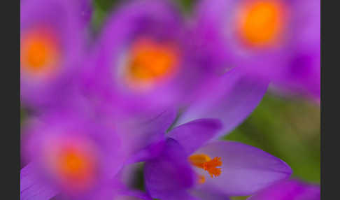 Frühlings-Safran (Crocus vernus)