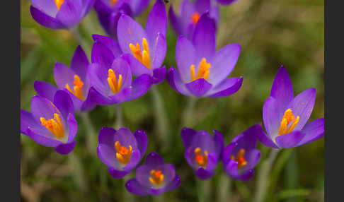 Frühlings-Safran (Crocus vernus)