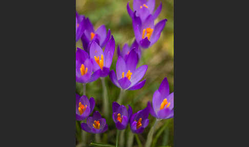 Frühlings-Safran (Crocus vernus)