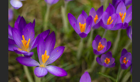 Frühlings-Safran (Crocus vernus)