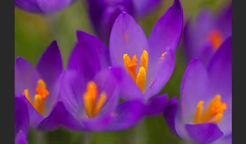 Frühlings-Safran (Crocus vernus)