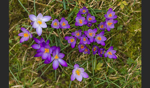 Frühlings-Safran (Crocus vernus)