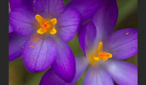 Frühlings-Safran (Crocus vernus)