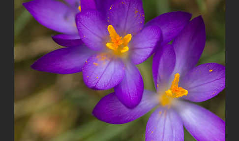 Frühlings-Safran (Crocus vernus)