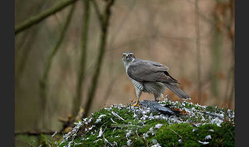 Habicht (Accipiter gentilis)