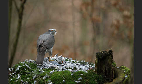 Habicht (Accipiter gentilis)