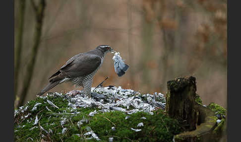 Habicht (Accipiter gentilis)