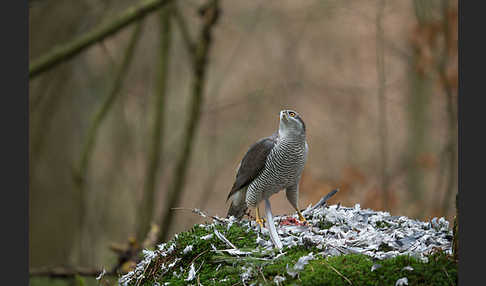 Habicht (Accipiter gentilis)