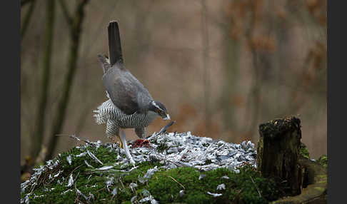 Habicht (Accipiter gentilis)