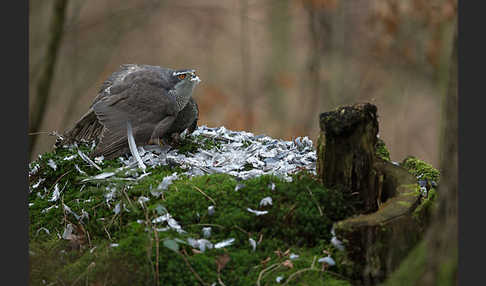 Habicht (Accipiter gentilis)