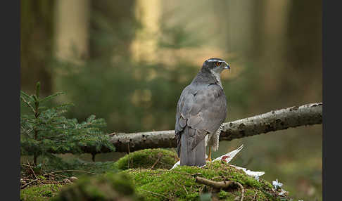 Habicht (Accipiter gentilis)