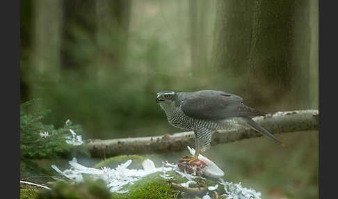 Habicht (Accipiter gentilis)