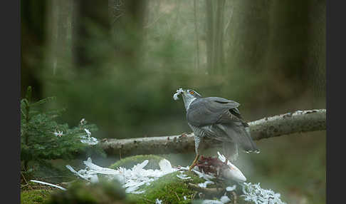 Habicht (Accipiter gentilis)