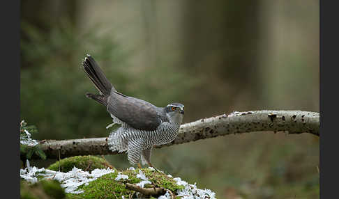 Habicht (Accipiter gentilis)