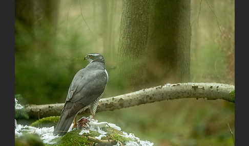 Habicht (Accipiter gentilis)