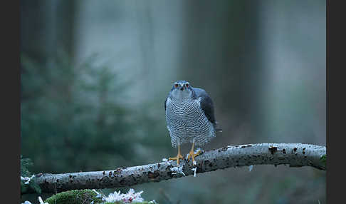 Habicht (Accipiter gentilis)