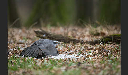 Habicht (Accipiter gentilis)