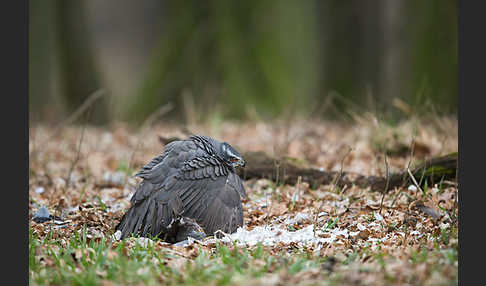 Habicht (Accipiter gentilis)