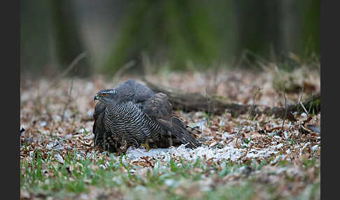 Habicht (Accipiter gentilis)