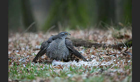 Habicht (Accipiter gentilis)