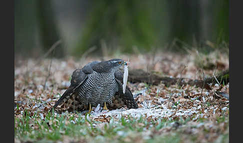 Habicht (Accipiter gentilis)