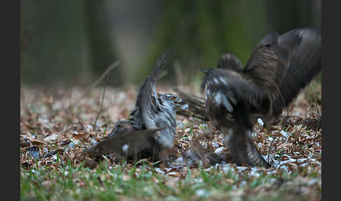 Habicht (Accipiter gentilis)