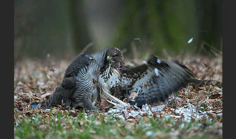 Habicht (Accipiter gentilis)