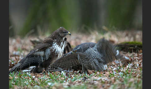 Habicht (Accipiter gentilis)