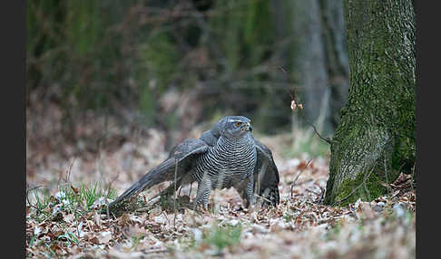 Habicht (Accipiter gentilis)