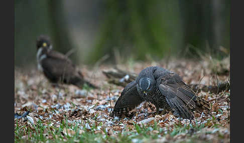 Habicht (Accipiter gentilis)