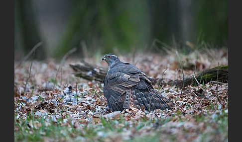 Habicht (Accipiter gentilis)