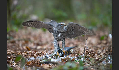 Habicht (Accipiter gentilis)