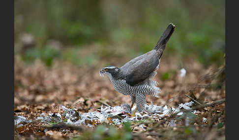 Habicht (Accipiter gentilis)