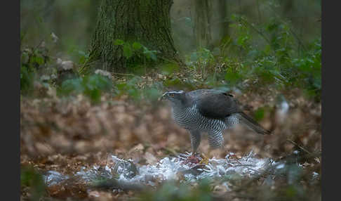 Habicht (Accipiter gentilis)