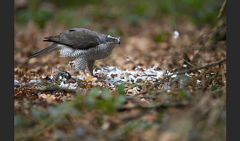 Habicht (Accipiter gentilis)