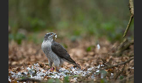 Habicht (Accipiter gentilis)