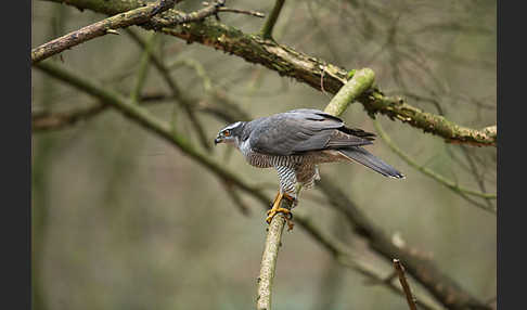 Habicht (Accipiter gentilis)