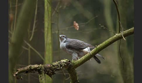 Habicht (Accipiter gentilis)