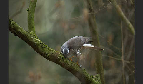 Habicht (Accipiter gentilis)