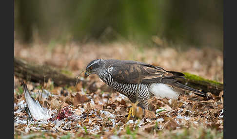 Habicht (Accipiter gentilis)