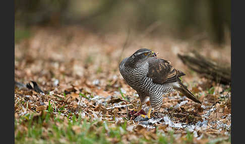 Habicht (Accipiter gentilis)