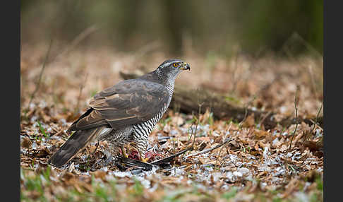 Habicht (Accipiter gentilis)