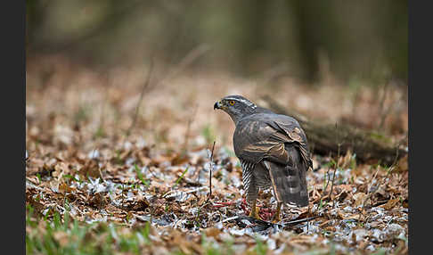 Habicht (Accipiter gentilis)