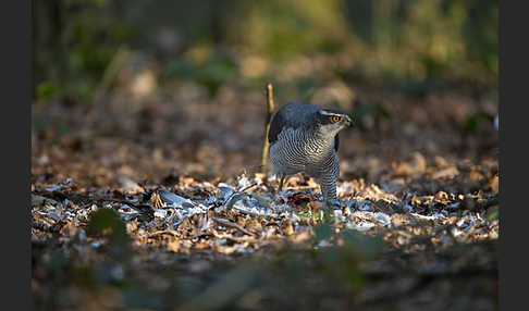 Habicht (Accipiter gentilis)