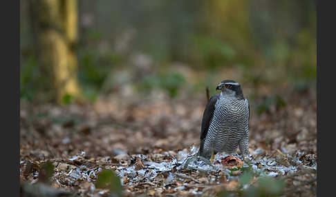 Habicht (Accipiter gentilis)