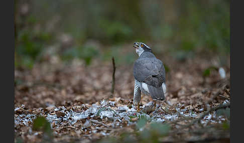 Habicht (Accipiter gentilis)