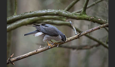 Habicht (Accipiter gentilis)