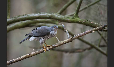 Habicht (Accipiter gentilis)
